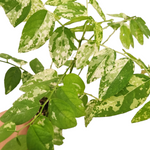 Sauropus androgynous variegata (Sayur Manis/Cekur Manis)
