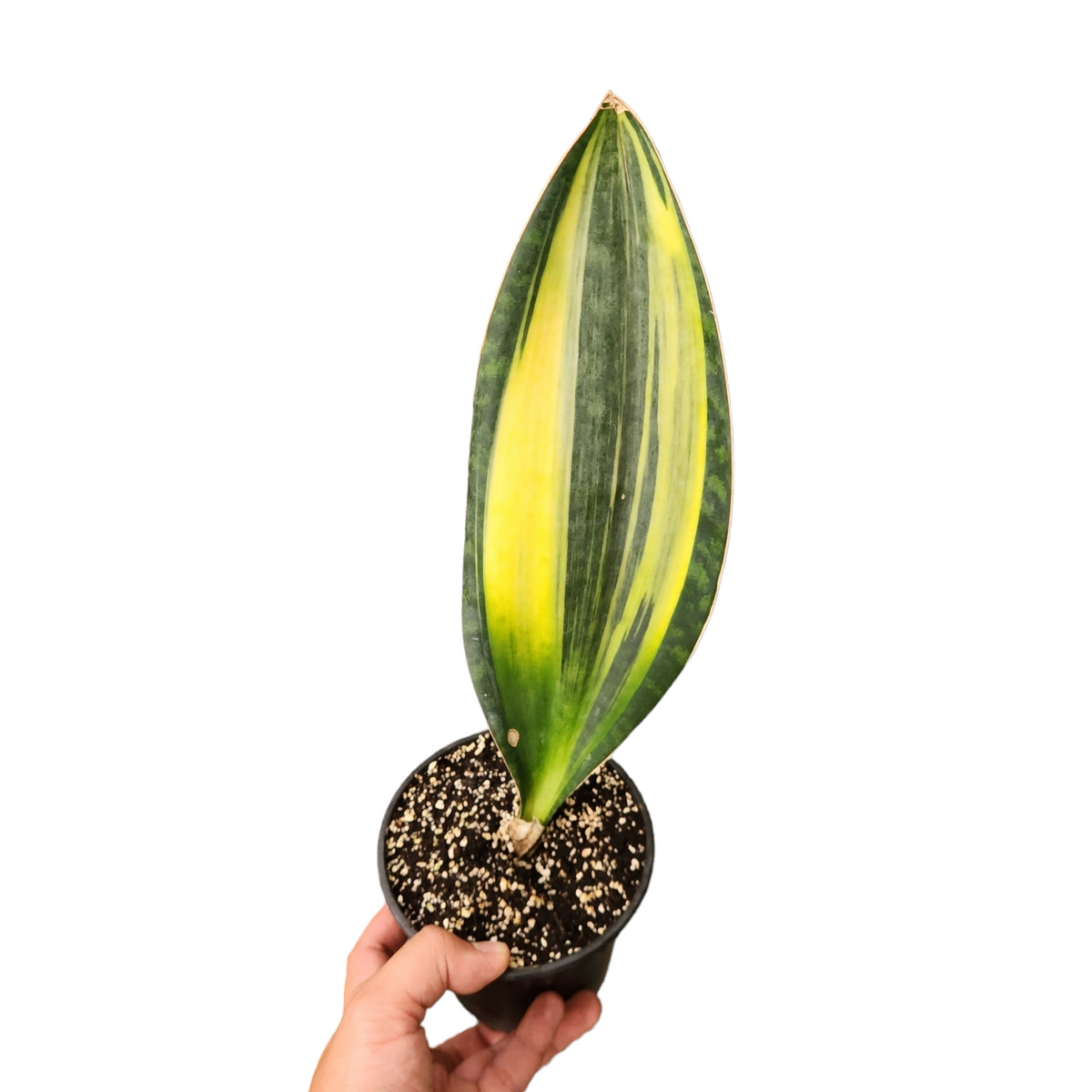 Sanseveria Artificiale High Variegata H. 130 Cm. UVR