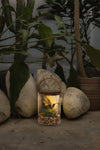 Kessho Glass Jar with Plants (Launch Price Offer)