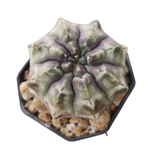 Gymnocalycium day dream