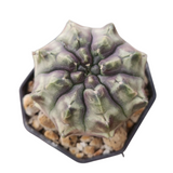Gymnocalycium day dream