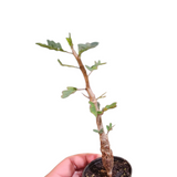 Senna meridionalis (M)