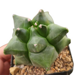 Myriostigma kikko