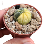 Astrophytum variegata