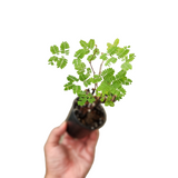 Caesalpinia coriaria (miniature raintree)