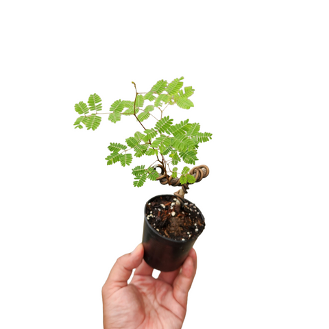 Caesalpinia coriaria (miniature raintree)