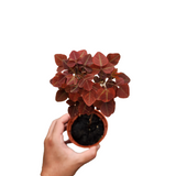 Oxalis hedysaroides (Firefern)