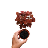 Oxalis hedysaroides (Firefern)