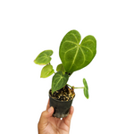 Anthurium clarnevium hybrid