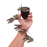 Passiflora trifasciata