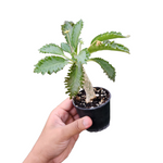 Dorstenia horwoodii