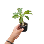 Dorstenia horwoodii