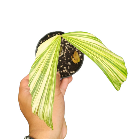 Caryota mitis variegata (fishtail palm)