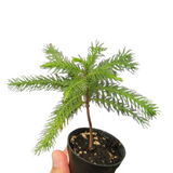Baby Norfolk Pine