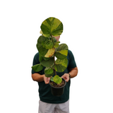 Cocoloba uvifera variegata