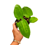 Schimattosglotiss variegata