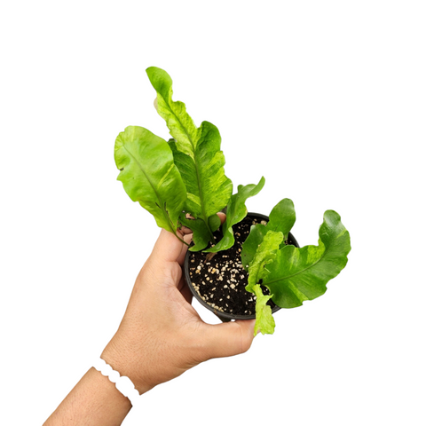 Microsorum colopelandria variegata