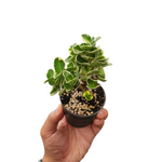Carissa microcarpa variegata