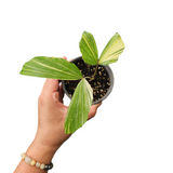 Caryota mitis variegata (fishtail palm)