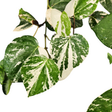 Piper nigrum variegata