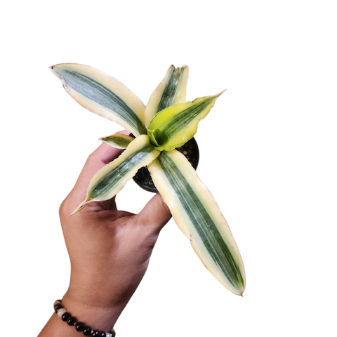 Sansevieria sp variegata