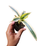 Sansevieria sp variegata