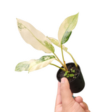 Aglaonema manila