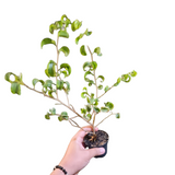 Ficus benjamina baroque variegata