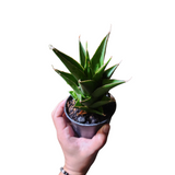 Sansevieria pagoda