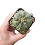 Astrophytum akabana red flower