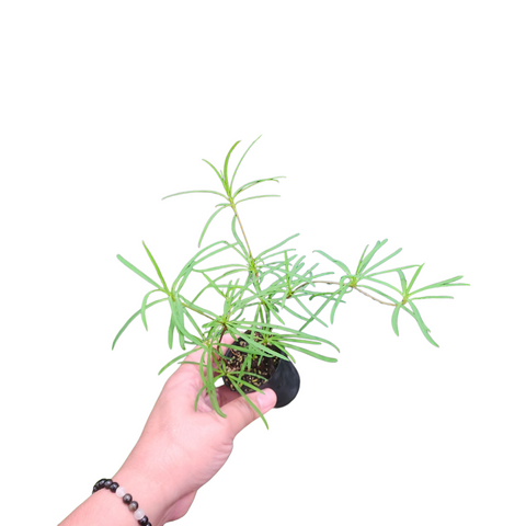 Euphorbia hedysaroides