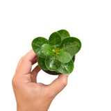 Ficus microcarpa 'green island'