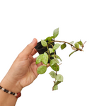 Hoya krohniana silver