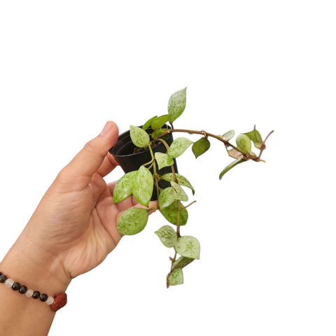 Hoya krohniana silver