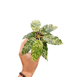 Ficus snowstorm