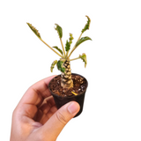 Dorstenia crispa hybrid