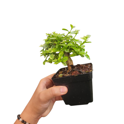 Premna variegata (thick stemmed)
