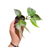 Philodendron rio