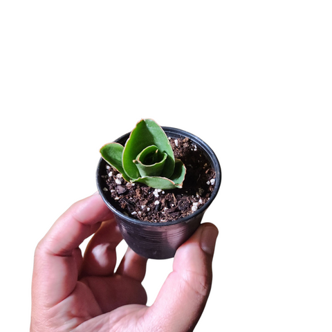 Sansevieria rose