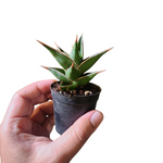 Sansevieria pinguicula (walking Sansevieria)
