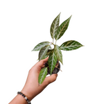 Bignonia argyeo violscens