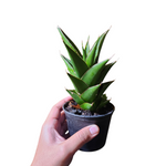 Sansevieria pagoda