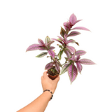 Persian shield
