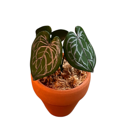 Anthurium crystallinum (Clay Plant)