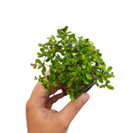 Bucida dwarf (Littlebotany special)