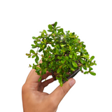 Bucida dwarf (Littlebotany special)