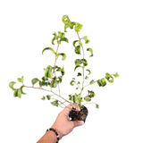 Ficus benjamina baroque variegata