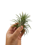 Assorted tillandsia