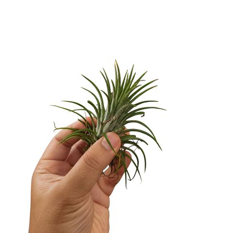 Assorted tillandsia