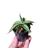 Sansevieria lavranos hybrid